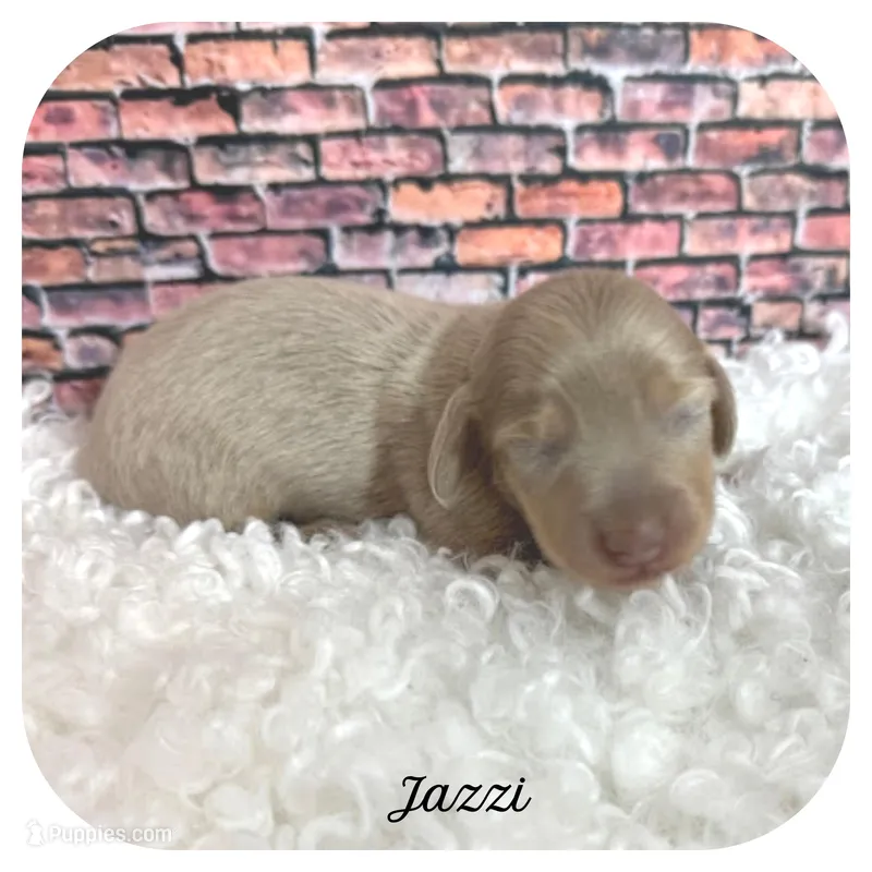 Jazzi ... AKC – Miniature Dachshund puppy for sale in Smithville, TN