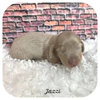 Jazzi ... AKC, a female Miniature Dachshund for sale in Smithville, TN – Photo 1 of 9