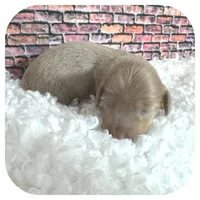 Jazzi ... AKC, a female Miniature Dachshund for sale in Smithville, TN – Photo 3 of 9