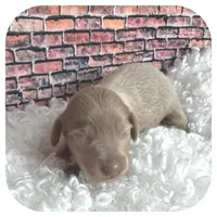 Jazzi ... AKC, a female Miniature Dachshund for sale in Smithville, TN – Photo 4 of 9