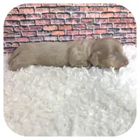 Jazzi ... AKC, a female Miniature Dachshund for sale in Smithville, TN – Photo 6 of 9