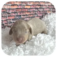 Jazzi ... AKC, a female Miniature Dachshund for sale in Smithville, TN – Photo 2 of 9