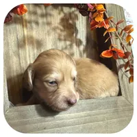 Scottie ... AKC, a male Miniature Dachshund for sale in Smithville, TN – 3 of 10