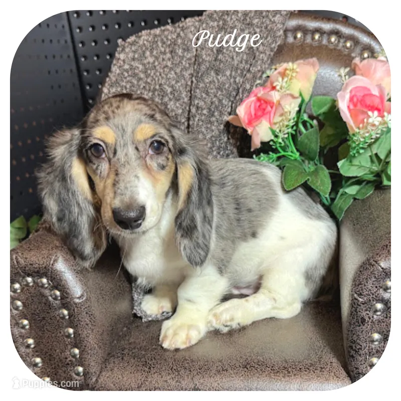 Pudge ... AKC – Miniature Dachshund puppy for sale in Smithville, TN