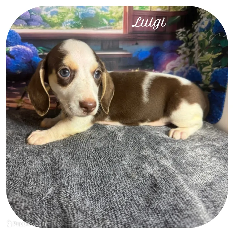 Luigi ... AKC – Miniature Dachshund puppy for sale in Smithville, TN