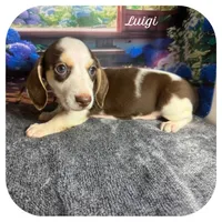 Luigi ... AKC, a male Miniature Dachshund for sale in Smithville, TN – 1 of 10