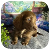 Lolli ... AKC, a female Miniature Dachshund for sale in Smithville, TN – 7 of 10