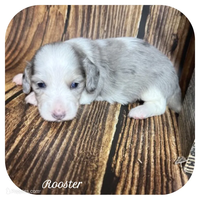 Rooster ... AKC – Miniature Dachshund puppy for sale in Smithville, TN