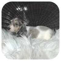 Pudge ... AKC, a male Miniature Dachshund for sale in Smithville, TN – 5 of 8