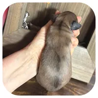 Trip ... AKC, a male Miniature Dachshund for sale in Smithville, TN – 7 of 10