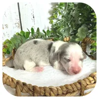 Rooster ... AKC, a male Miniature Dachshund for sale in Smithville, TN – 3 of 9