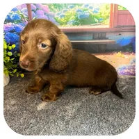 Lolli ... AKC, a female Miniature Dachshund for sale in Smithville, TN – 8 of 10