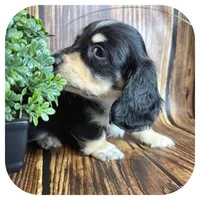 Ozwell ... AKC, a male Miniature Dachshund for sale in Smithville, TN – 4 of 8