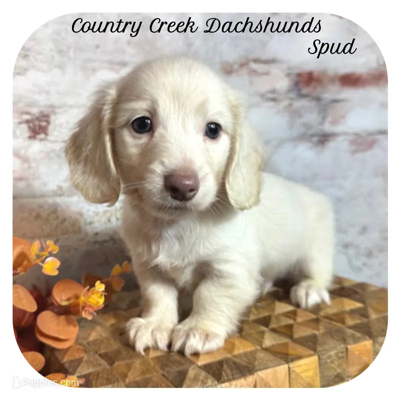 Spud ... AKC – Miniature Dachshund puppy for sale in Smithville, TN