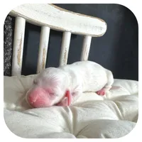 Marshmellow ... AKC, a male Miniature Dachshund for sale in Smithville, TN – Photo 5 of 7