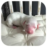 Marshmellow ... AKC, a male Miniature Dachshund for sale in Smithville, TN – Photo 2 of 7