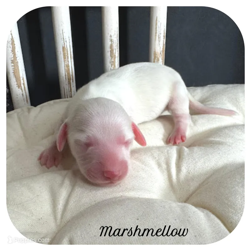 Marshmellow ... AKC – Miniature Dachshund puppy for sale in Smithville, TN