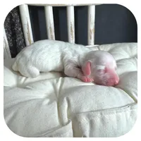 Marshmellow ... AKC, a male Miniature Dachshund for sale in Smithville, TN – Photo 4 of 7