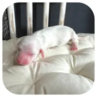 Marshmellow ... AKC, a male Miniature Dachshund for sale in Smithville, TN – Photo 3 of 7