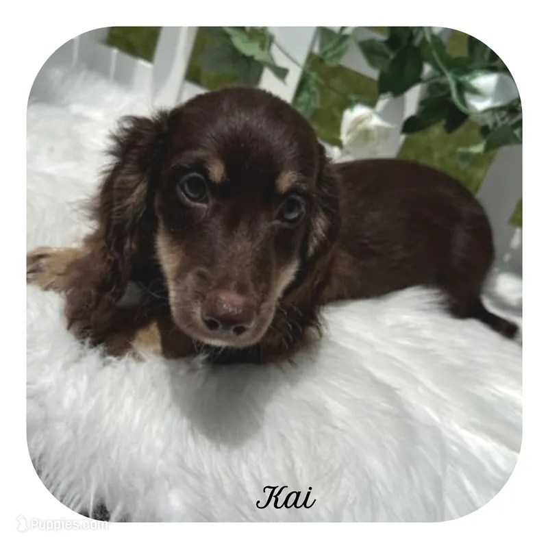 Kai ... AKC – Miniature Dachshund puppy for sale in Smithville, TN