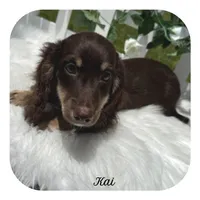Kai ... AKC, a male Miniature Dachshund for sale in Smithville, TN – 1 of 7