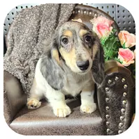Pudge ... AKC, a male Miniature Dachshund for sale in Smithville, TN – 4 of 10