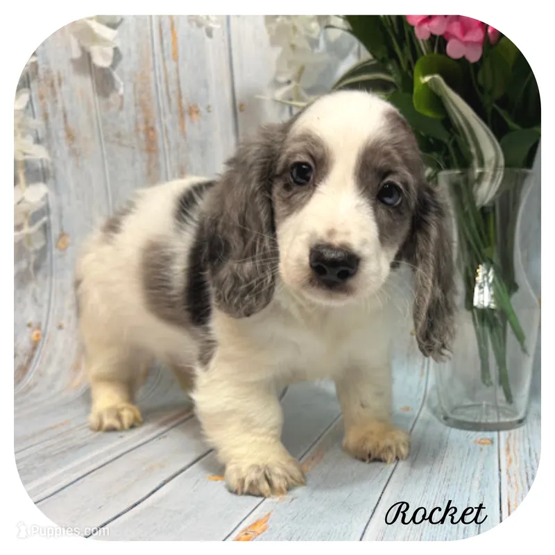 Rocket ... AKC – Miniature Dachshund puppy for sale in Smithville, TN