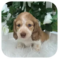 Odessa ... AKC, a female Miniature Dachshund for sale in Smithville, TN – 6 of 8