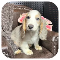 Rooster ... AKC, a male Miniature Dachshund for sale in Smithville, TN – 6 of 10