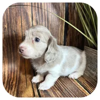 Puddles ... AKC, a female Miniature Dachshund for sale in Smithville, TN – 8 of 10