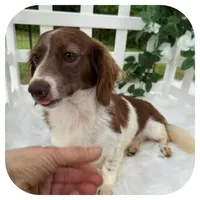 Augie ... AKC, a male Miniature Dachshund for sale in Smithville, TN – Photo 2 of 4