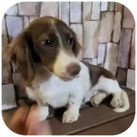 Augie ... AKC, a male Miniature Dachshund for sale in Smithville, TN – Photo 4 of 4