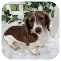 Augie ... AKC, a male Miniature Dachshund for sale in Smithville, TN – Photo 1 of 4