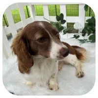 Augie ... AKC, a male Miniature Dachshund for sale in Smithville, TN – Photo 3 of 4