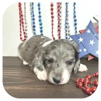 Pixie ... AKC, a female Miniature Dachshund for sale in Smithville, TN – 3 of 8