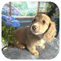 Jabber ... AKC, a male Miniature Dachshund for sale in Smithville, TN – 7 of 10