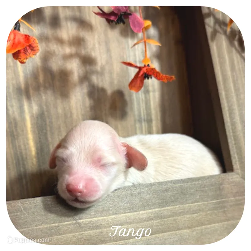 Tango ... AKC – Miniature Dachshund puppy for sale in Smithville, TN
