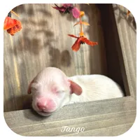 Tango ... AKC, a male Miniature Dachshund for sale in Smithville, TN – 1 of 9