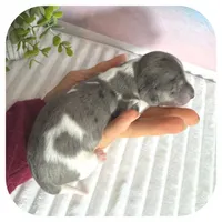 Pixie ... AKC, a female Miniature Dachshund for sale in Smithville, TN – 4 of 8
