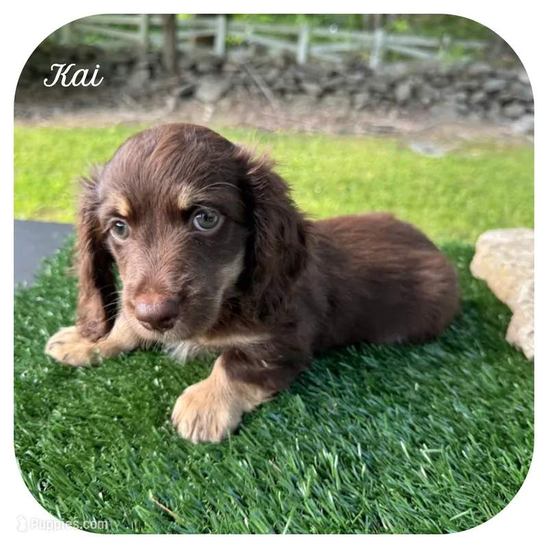 Kai ... AKC – Miniature Dachshund puppy for sale in Smithville, TN