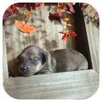 Trip ... AKC, a male Miniature Dachshund for sale in Smithville, TN – 2 of 10