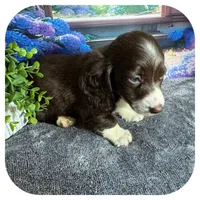 Linus ... AKC, a male Miniature Dachshund for sale in Smithville, TN – 6 of 8