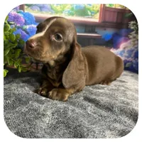 Loki ... AKC, a male Miniature Dachshund for sale in Smithville, TN – 2 of 10