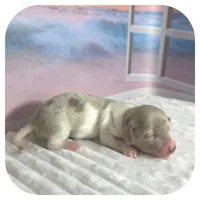 Puddles ... AKC, a female Miniature Dachshund for sale in Smithville, TN – 3 of 9