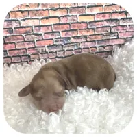 Kazoo ... AKC, a male Miniature Dachshund for sale in Smithville, TN – Photo 2 of 10