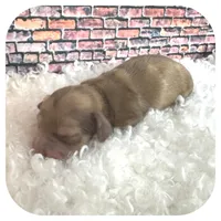 Kazoo ... AKC, a male Miniature Dachshund for sale in Smithville, TN – Photo 3 of 10