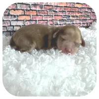 Kazoo ... AKC, a male Miniature Dachshund for sale in Smithville, TN – Photo 6 of 10