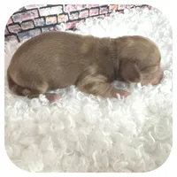 Kazoo ... AKC, a male Miniature Dachshund for sale in Smithville, TN – Photo 4 of 10