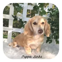 Kazoo ... AKC, a male Miniature Dachshund for sale in Smithville, TN – Photo 10 of 10