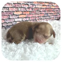 Kazoo ... AKC, a male Miniature Dachshund for sale in Smithville, TN – Photo 5 of 10